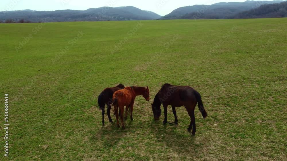 Shooting from a drone. Shooting from a quadcopter. View from above. Horses run through meadows in nature fields. Shooting from above. Horses run across the green fields. They graze in the field. Shooting from a drone. Shooting from a quadcopter. View from above. Horses run through meadows in nature fields. Shooting from above. Horses run across the green fields. They graze in the field.