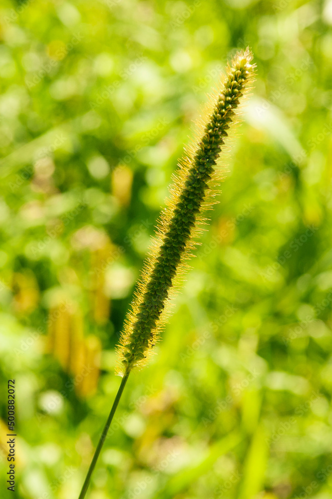 Close-up of grass spikelet lit by golden sunlight with natural golden green blurred background