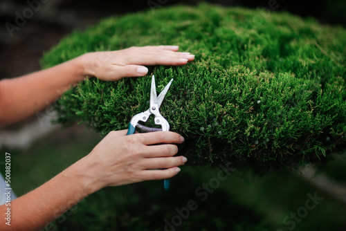The female hands of a gardener with a pruner cut a juniper in the garden close-up, scissors cuts juniper, horticultural and topiary lawn, Garden bonsai, juniper niwaki. Classical garden topiary art photo