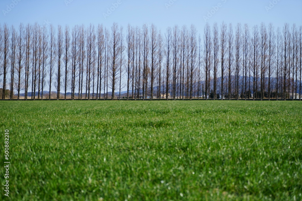 Obraz premium 石川県河北潟にあるメタセコイア並木