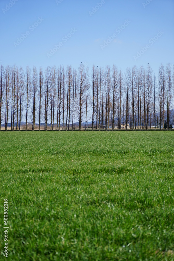 Obraz premium 石川県河北潟にあるメタセコイア並木、縦構図