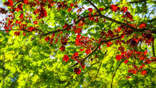 Sunlit red leaves on the green foliage background