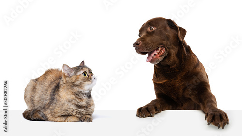 Portrait of beautiful cat and purebred dog isolated on white background. Animal life, friendship, interplay concept. Collage