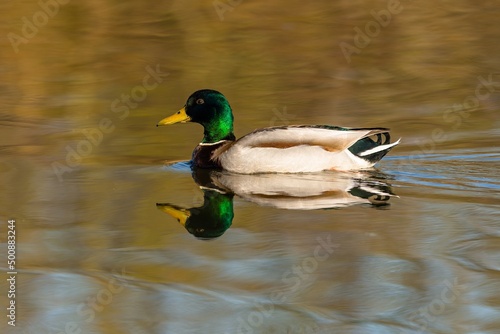 A male mallard duck, a drake, with green head and yellow beak swimming in a lake on a spring sunny day. Reflection of the bird and blue sky in the water.