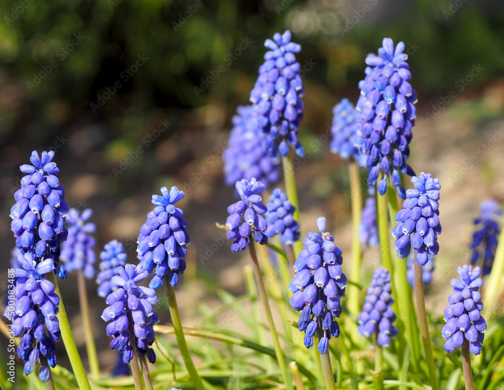 the first spring muscari flowers in the garden with a side view. blue bright flower buds. spring the first spring muscari flowers in the garden with a side view. blue bright flower buds. spring