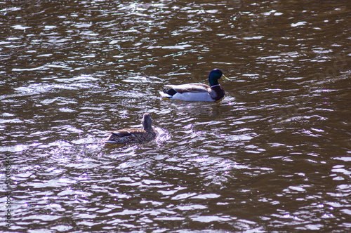 Nizhny Tagil ducks on the Tagil River. April 2022 нижнетагильские утки на реке Тагил. Апрель 2022 