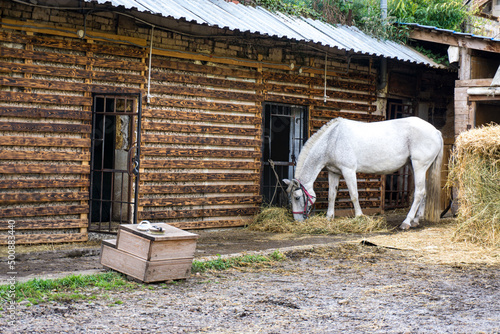Domestic horse eats hay at the farm