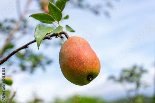 Ripe pears on a branch against a background of green foliage
