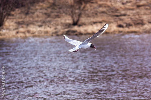 Nizhny Tagil gull over the Tagil River. April 2022
нижнетагильская чайка над рекой Тагил. Апрель 2022 год. 