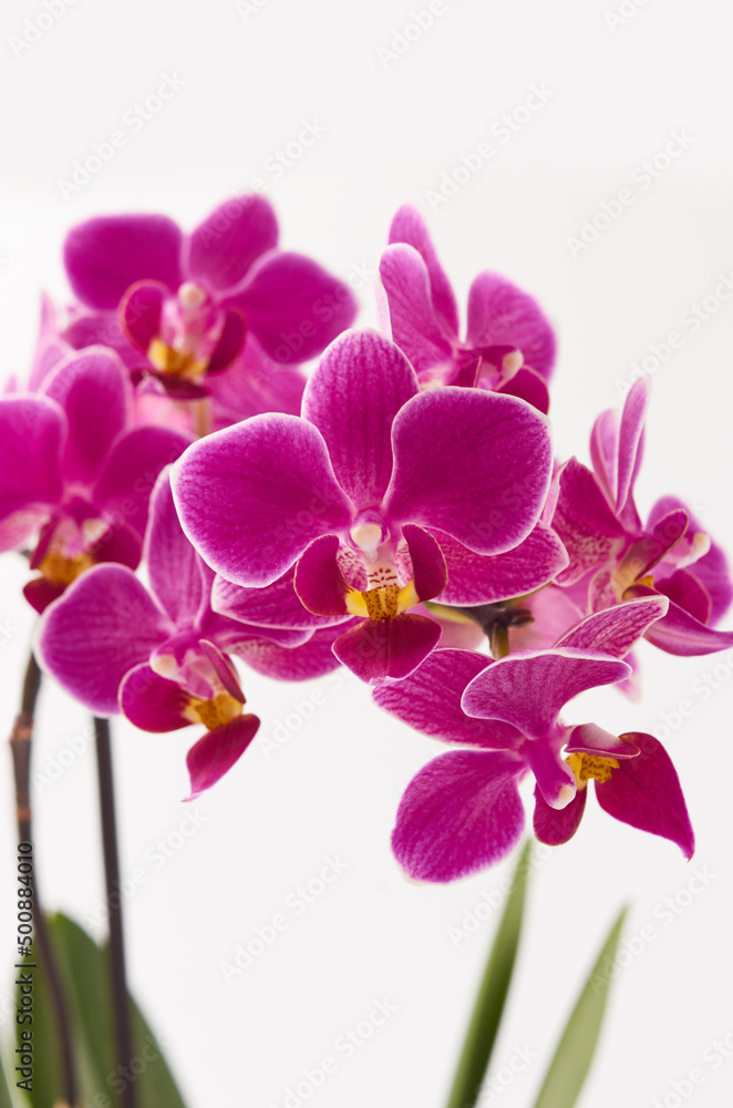 Planta orquidea Planta orquidea