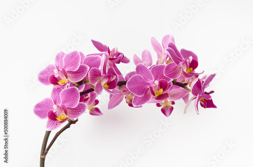 Planta orquidea photo