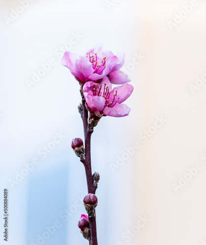 Blooming branch with the advent of spring.