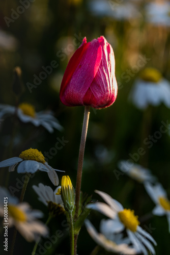 Poppy flower in bud