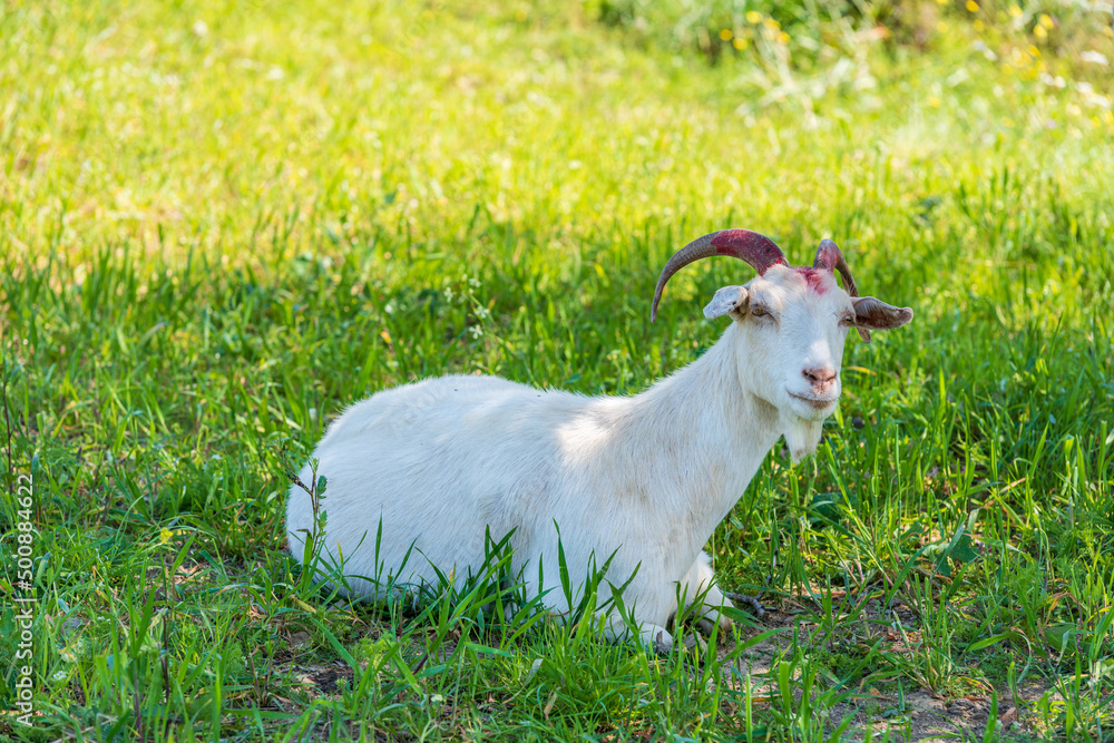 Obraz premium White goat in the foliage