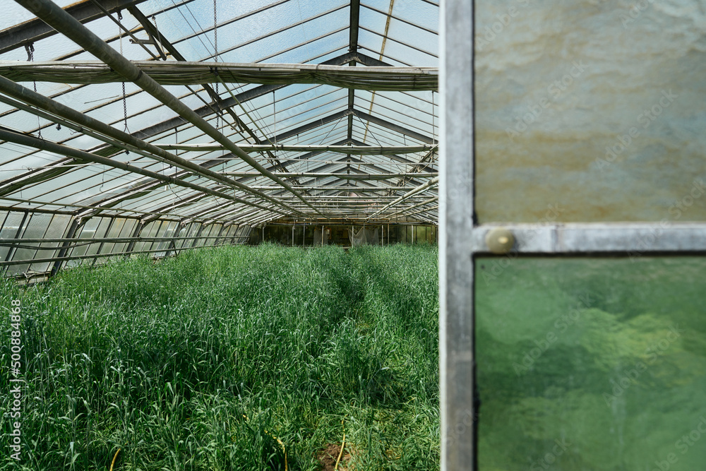 Fototapeta premium gewächshaus rundgang