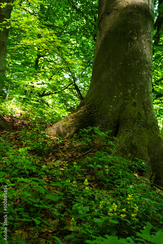Under the trunk of a perennial beech in the depths of the forest