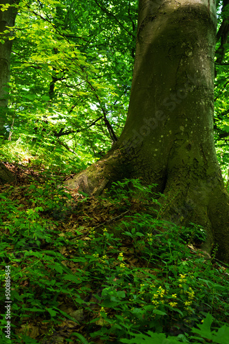 Under the trunk of a perennial beech in the depths of the forest