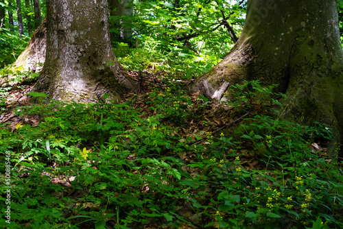 Vegetation in the forest near the trunks of huge beech trees © Viktor Boiko
