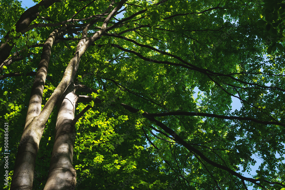 Fototapeta premium Crown with beech branches in the forest on a sunny day