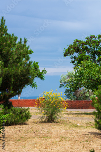 Seascape with vegetation on the Black Sea coast