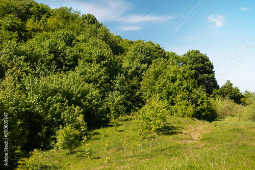 Beautiful European green landscape at the edge of the forest