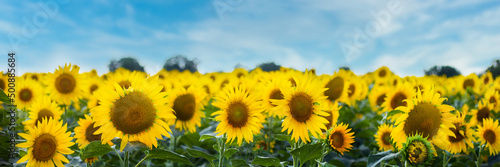 Fototapeta Naklejka Na Ścianę i Meble -  Beautiful image Field of sunflowers against the blue sky. Banner