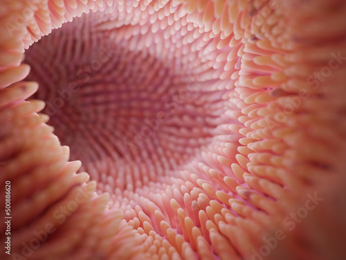 Intestine microvilli close up 3d render. Gut microbiome and digestive system of human  photo