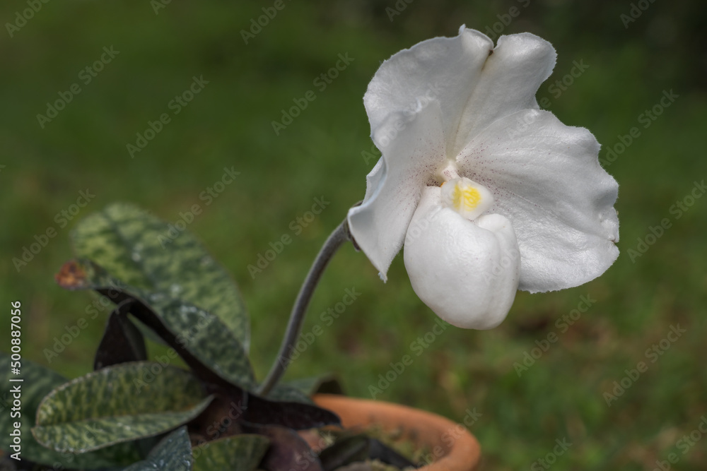 Fototapeta premium Closeup side view of lady slipper orchid paphiopedilum niveum (species) in clay pot with bright white flower in morning light isolated on green natural background