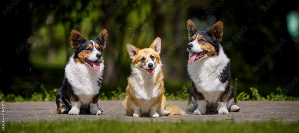 Obraz premium Welsh corgi dog with flowers