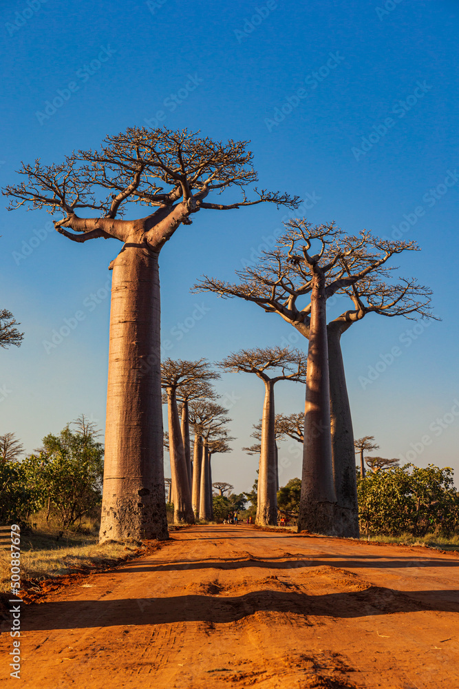 The Baobab Alley near Morondava in Madagascar - obrazy, fototapety, plakaty 