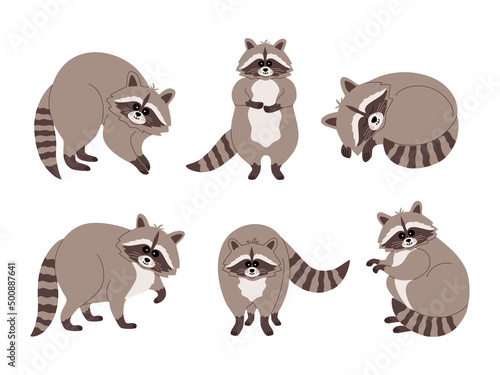 Set of cute raccoons. Funny animals in various poses. Hand drawn color vector illustration isolated on white background. Modern flat cartoon style.