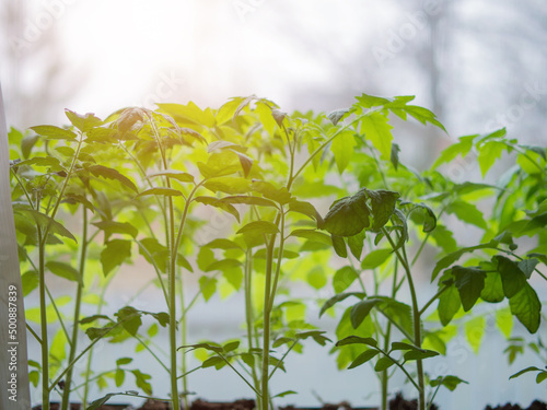 tomato seedlings in a seedling tray on a windowsill. Efficient cultivation of seedlings of vegetables and plants.