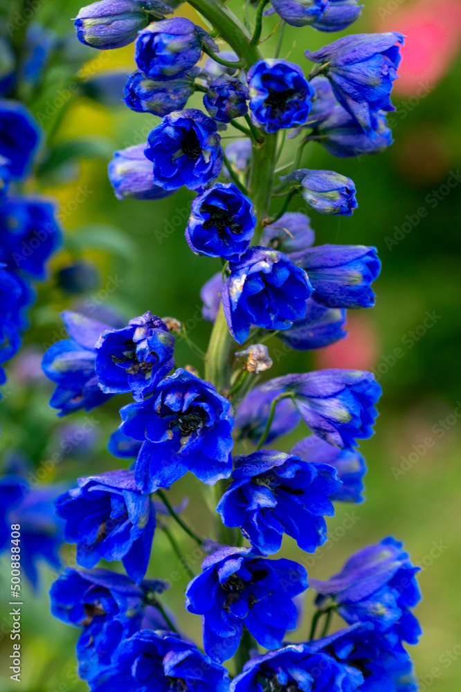 Blue delphinium flowers in the summer garden.