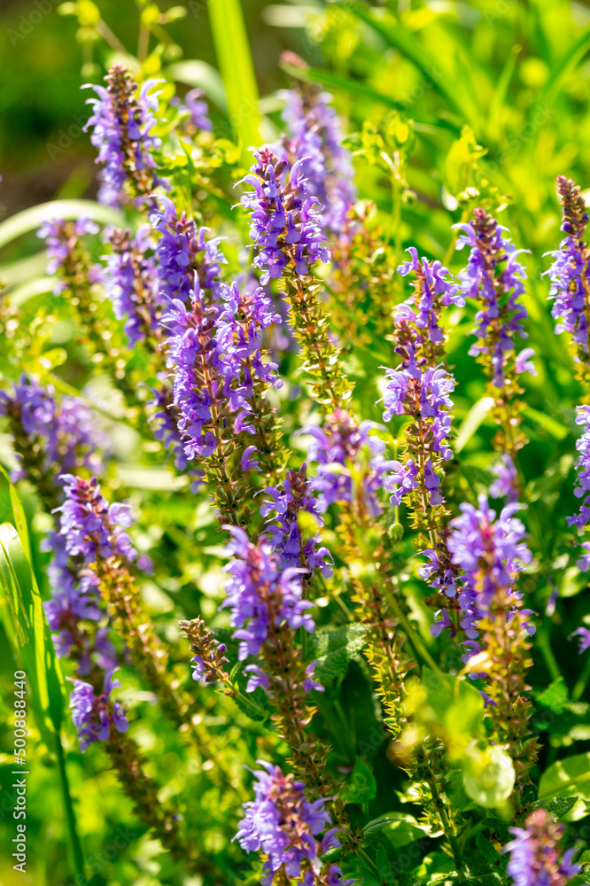 Lilac woodland sage (salvia nemorosa) flowers in the summer garden Lilac woodland sage (salvia nemorosa) flowers in the summer garden