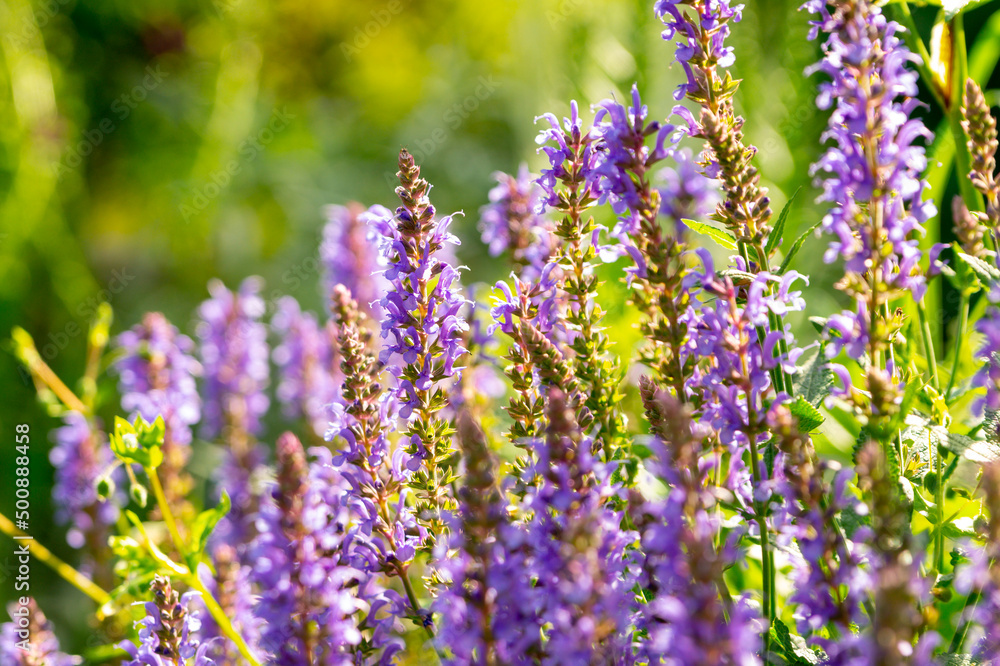Naklejka premium Lilac woodland sage (salvia nemorosa) flowers in the summer garden