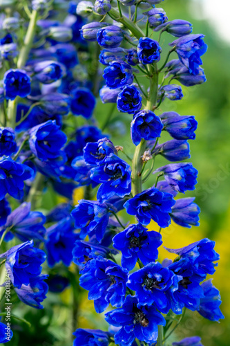 Blue delphinium flowers in the summer garden.