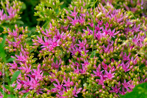 Pink sedum spurium  caucasian stonecrop  two-row stonecrop  flowers in the summer garden.