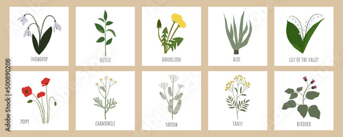 Fotografija Wildflowers postcard set. Vector illustration.