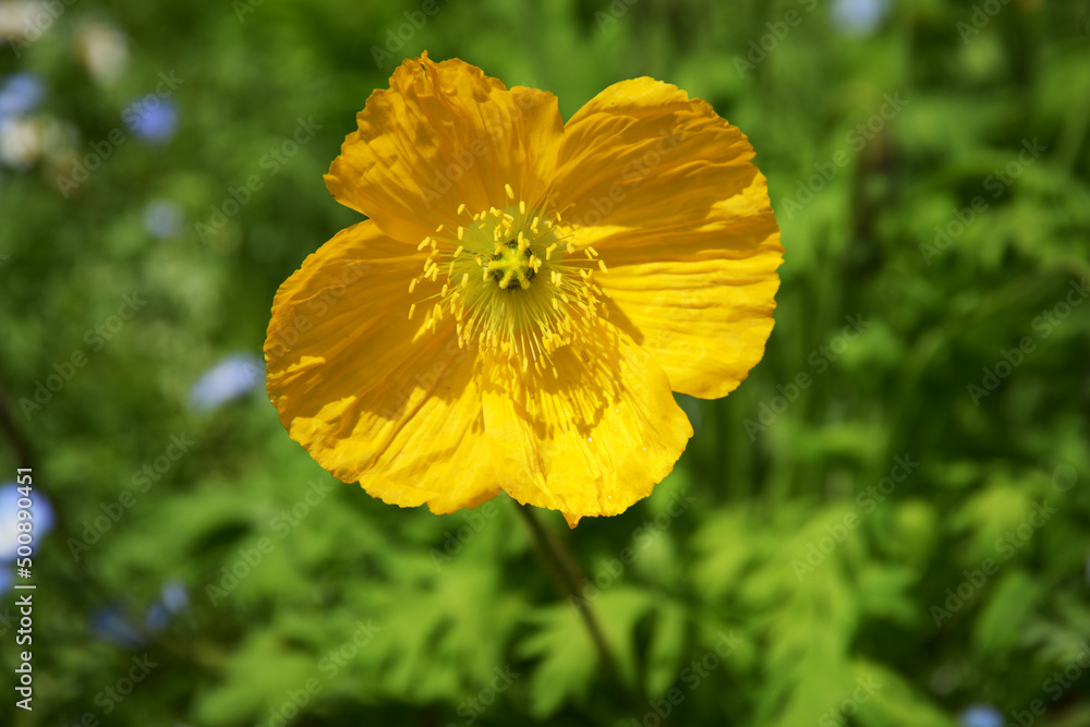 黄色いヒナゲシの花 黄色いヒナゲシの花