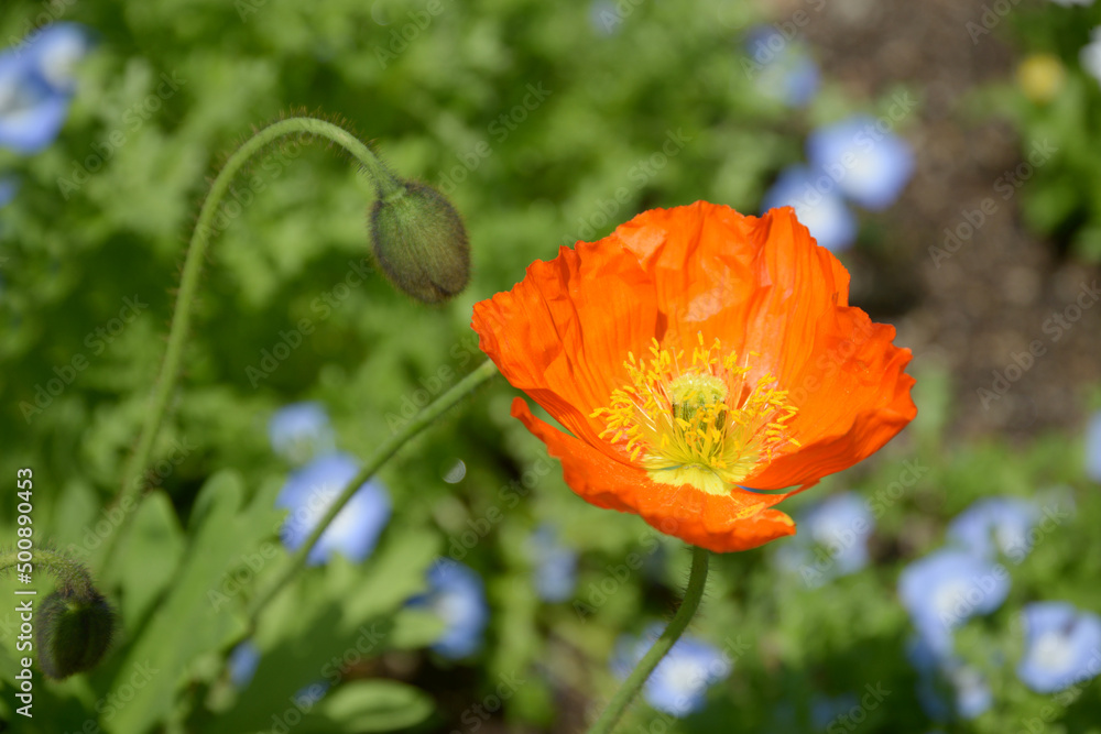 Obraz premium オレンジ色のヒナゲシの花