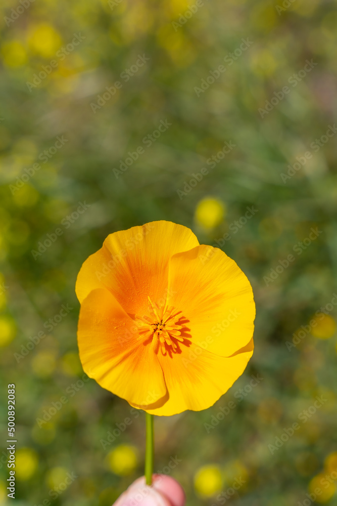 Obraz premium Detail of the orange flowers in the village of Vilaflor in the Teide Natural Park of Tenerife, Canary Islands