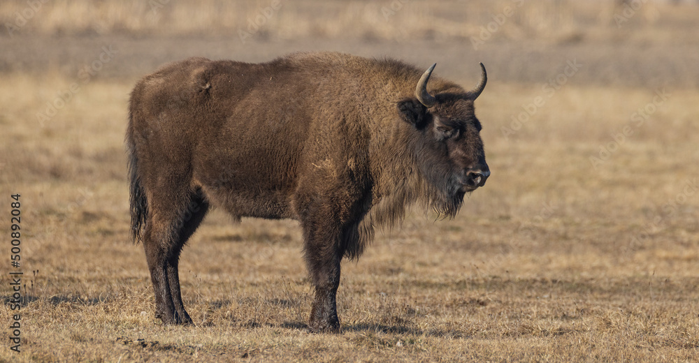 European Bison (Bison bonasus) female feeding in springtime field European Bison (Bison bonasus) female feeding in springtime field