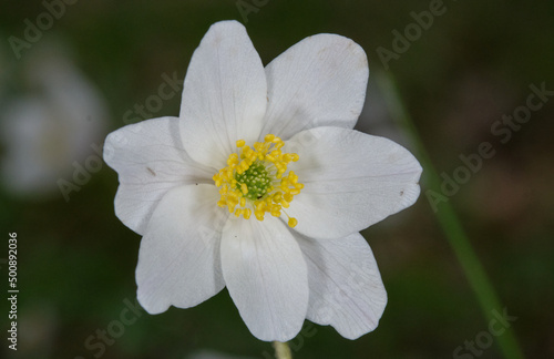 Single flower of windflower closeup