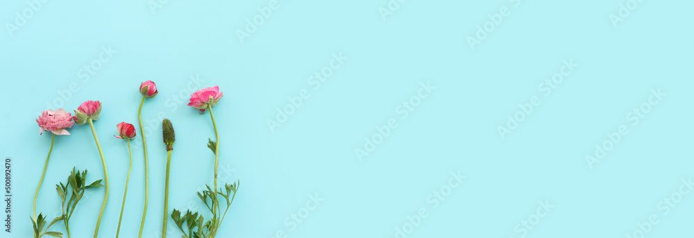 Top view image of pink buttercup flowers composition over blue pastel background - obrazy, fototapety, plakaty 