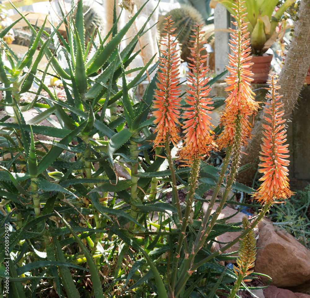 Aloe wickensii | Exotische Pflanze mit Gebogene dunkelgraugrüne Blätter in eine Rosette mit Hellgelben und Orange Blüten wie zylindrisch-konischen Trauben an langen Blütenstielen Aloe wickensii | Exotische Pflanze mit Gebogene dunkelgraugrüne Blätter in eine Rosette mit Hellgelben und Orange Blüten wie zylindrisch-konischen Trauben an langen Blütenstielen