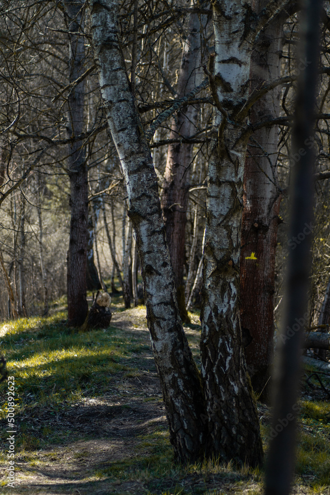 Fototapeta premium birch forest