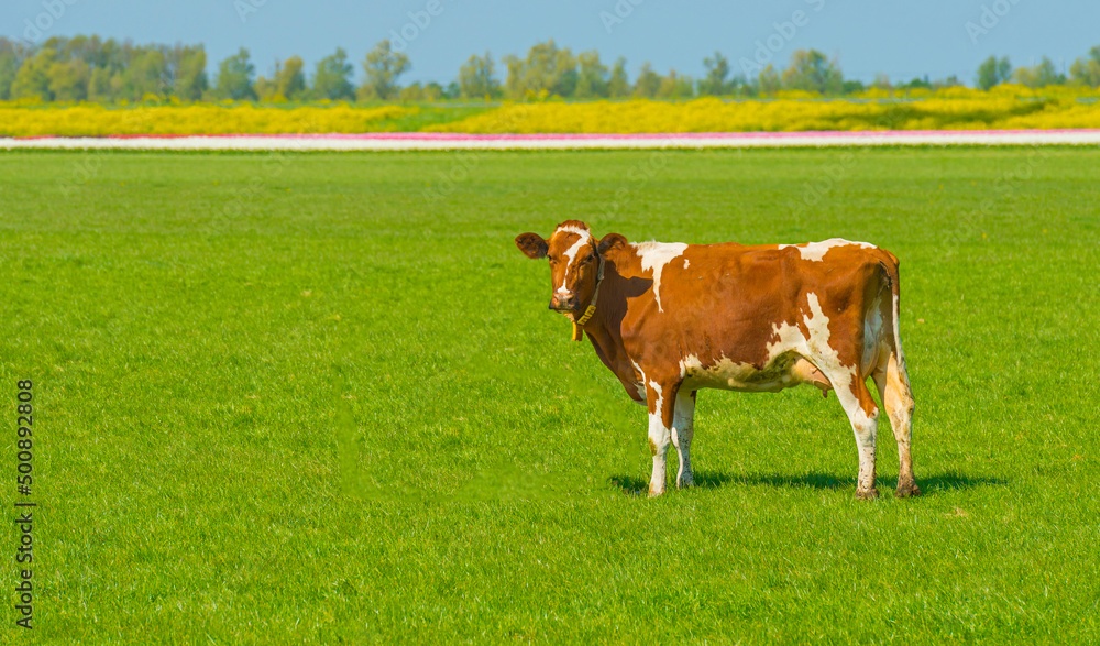 Cows in a green meadow in sunlight under a blue sky in springtime, Almere, Flevoland, The Netherlands, April 24, 2022
Cows in a green meadow in sunlight under a blue sky in springtime, Almere, Flevoland, The Netherlands, April 24, 2022