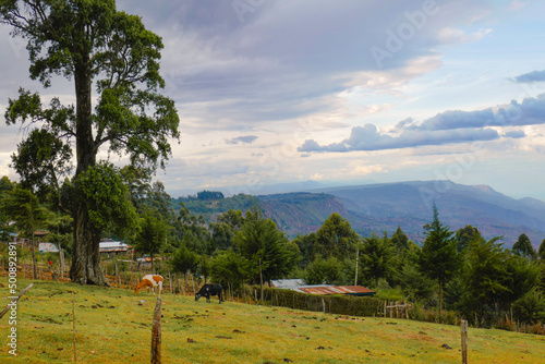 Cows grazing on an agricultural land against valley in Elgeyo Marakwet County, Kenya photo