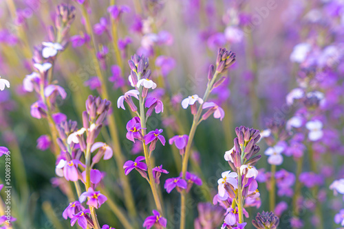 Mountain flowers at the top in the Roques de Gracia and the Roque Cinchado in the Teide natural of Tenerife  Canary Islands