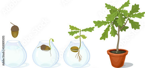 Life cycle of oak tree. Growth stages from acorn and sprout to young oak tree seedling with green leaves in flower pot isolated on white background